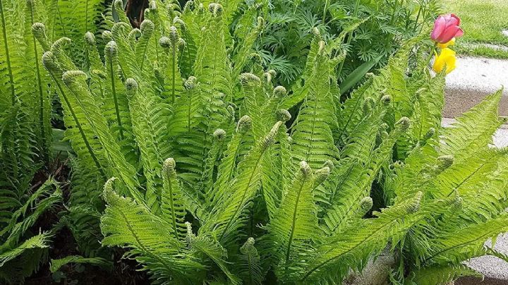 Matteuccia struthiopteris, características y cuidados del helecho avestruz