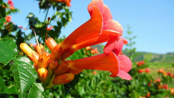 Enredadera de trompeta: una planta trepadora de fácil cuidado que embellece el jardín