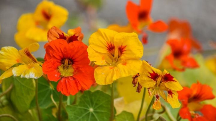 Taco de reina, la reina de las plantas medicinales