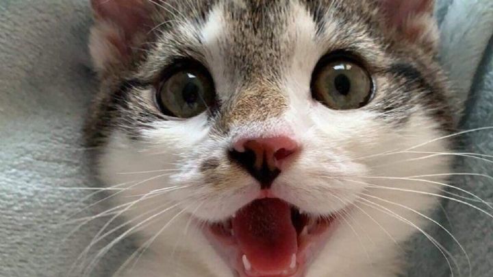 7 consejos que harán feliz a tu gato