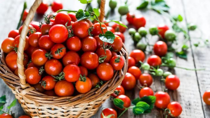 Te contamos como cultivar tomates cherry en maceta de manera sencilla