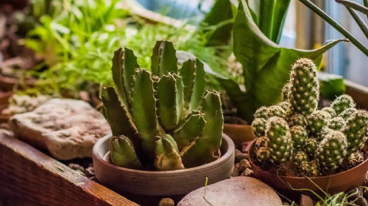 6 plantas de interior que son muy resistentes a la falta de riego