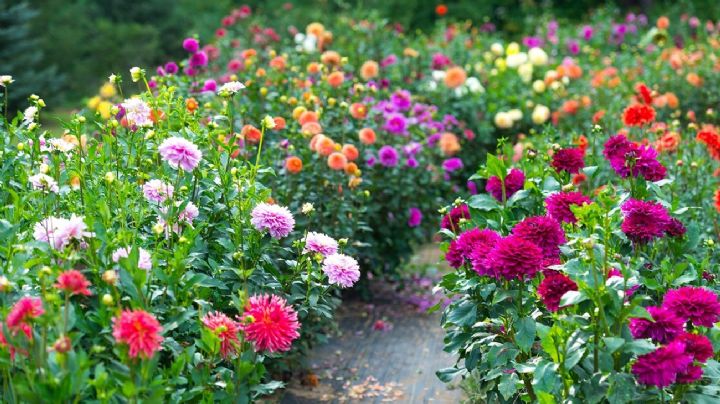 Una bióloga experta nos enseña 10 flores que puedes sembrar en pleno verano