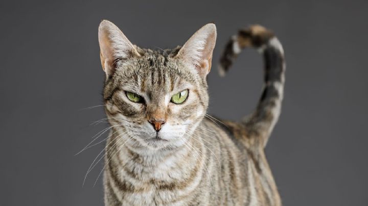 Lenguaje felino: Descubre qué expresa tu gato a través de su cola