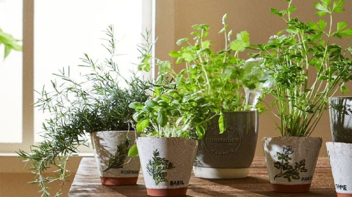 Plantas aromáticas: 6 variedades que perfuman tu hogar, se usan en la cocina y ahuyentan insectos