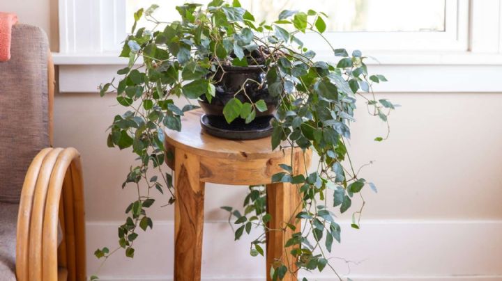 Vid de Canguro, Ciso o Roiciso, una planta trepadora ideal para decorar cualquier ambiente