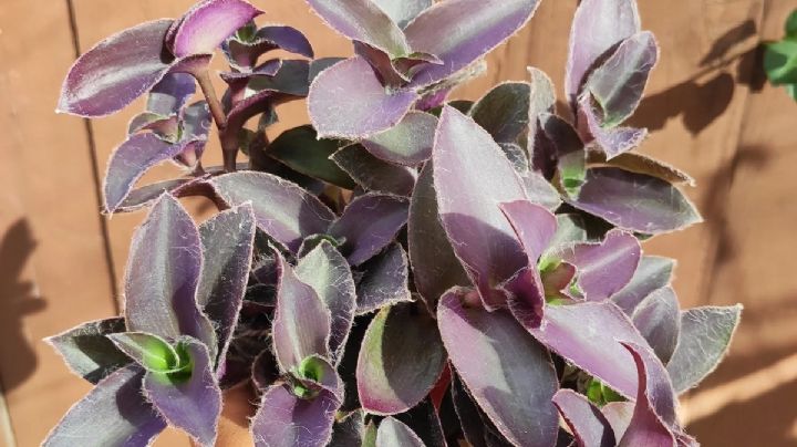 Tradescantia pallida, una planta muy resistente y que requiere de pocos cuidados