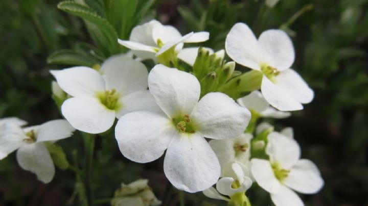 Arabis caucásica: características y cuidados para disfrutar de unas flores hermosas y diminutas