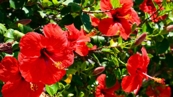 Hibisco: una planta medicinal que decora, embellece y aromatiza tu jardín
