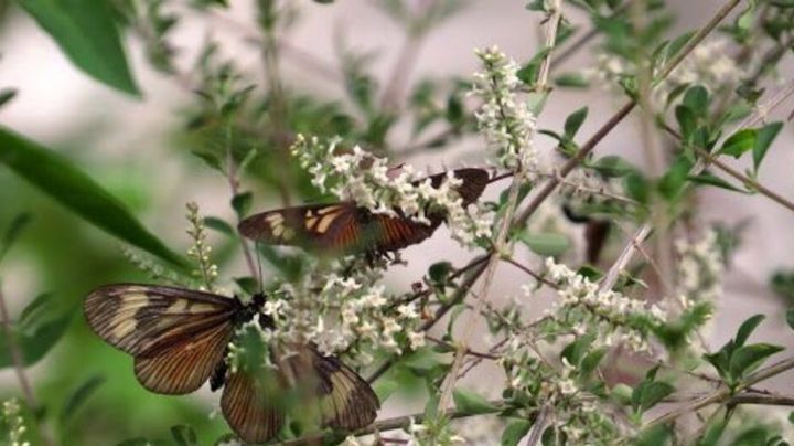 Aloysia gratissima o cedrón del monte, la planta que aromatiza y decora tu jardín