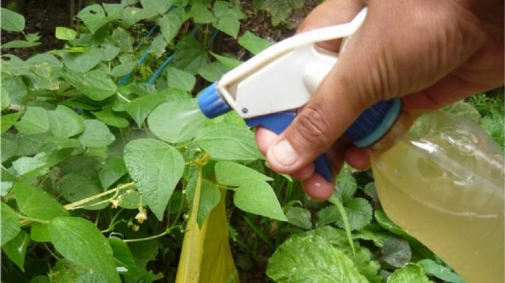 Elimina todo tipo de plagas de tus plantas en tan solo un minuto y con 3 ingredientes