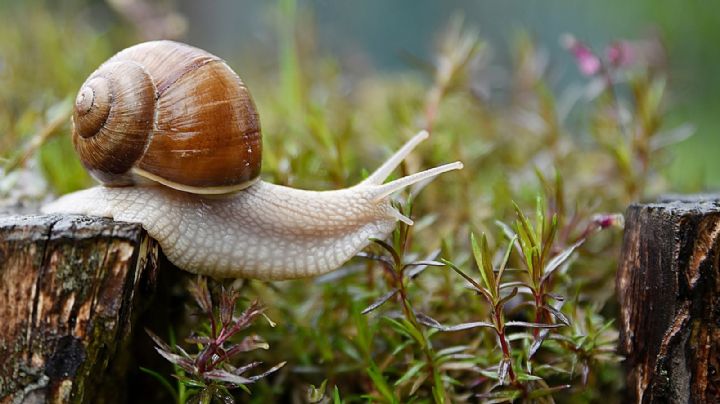 Trucos para evitar que los caracoles se acerquen a tus plantas el día después de las lluvias