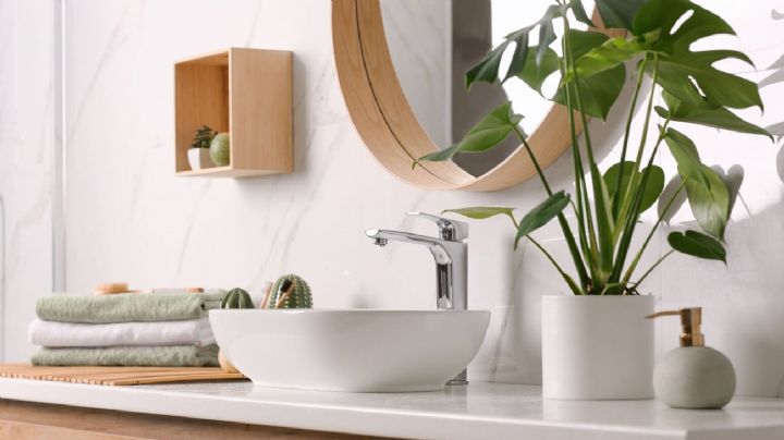 5 plantas que son ideales para decorar el baño