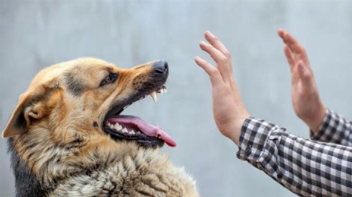 5 errores muy comunes que podrían hacer que un perro desconocido te muerda