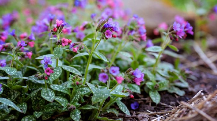 Plantas rastreras con flor: tapiza tu jardín con estas 5 variedades