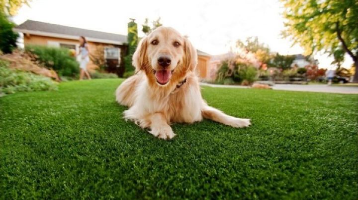 Qué significa que el perro se revuelque en el pasto