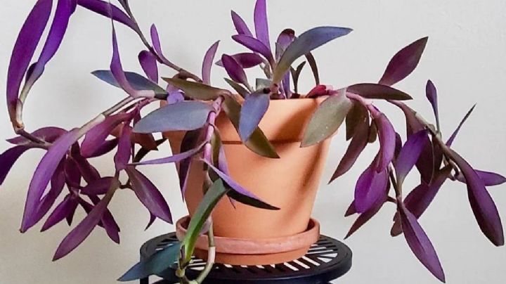 Tradescantia Pallida: guía completa de cuidados para que tu planta luzca rozagante