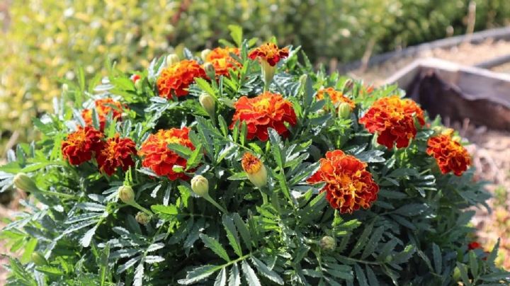 Tagetes: cómo propagar la planta que repele insectos en pocos y simples pasos