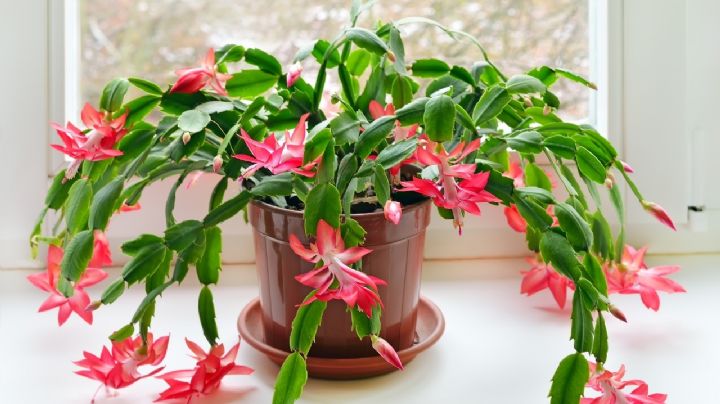 3 suculentas colgantes con flores que recomiendan los “plant lovers”