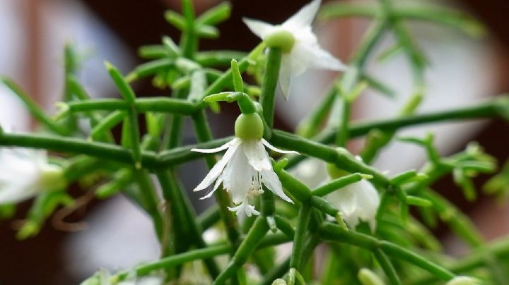 El cactus con flores que te sorprenderá con su belleza