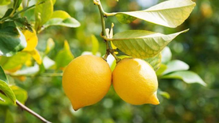 Trucos de jardinería para lograr que tu árbol de limones quede libre de plagas