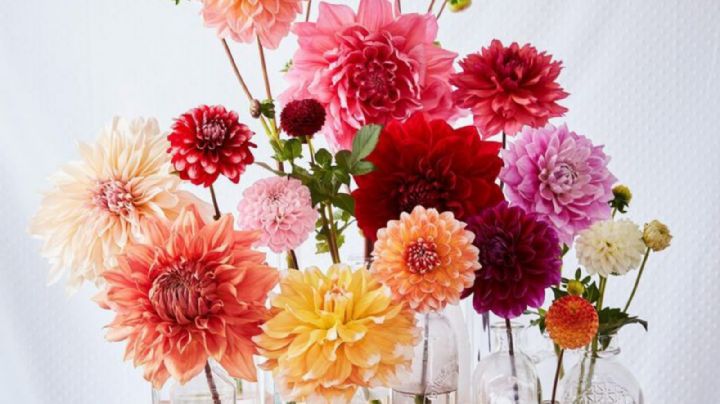 Feng Shui: descubre el color de flores que debes evitar en tu hogar para erradicar la mala sierte