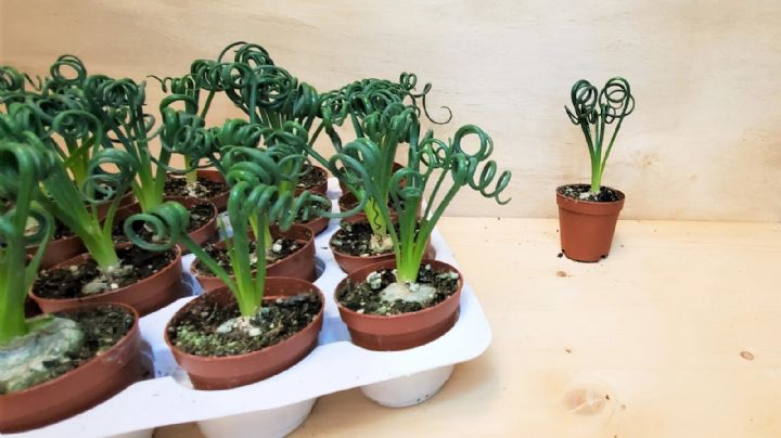 Albuca Spiralis: características de la suculenta espiral de moda