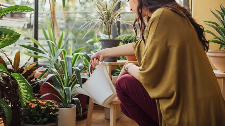 Feng Shui: la importancia de las plantas para activar la energía Chi en el hogar