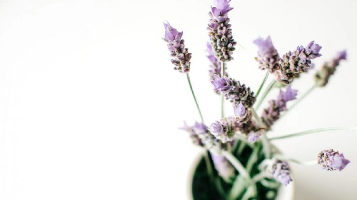 Lavandula dentata, la flor que se luce durante todo el año