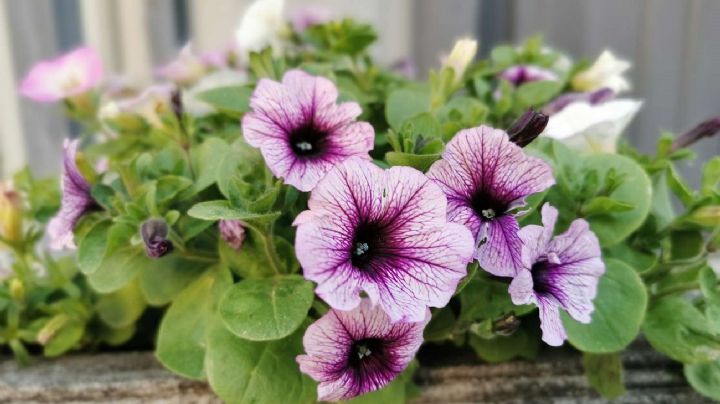 Guía de cuidados para que tus Petunias tengan las mejores flores