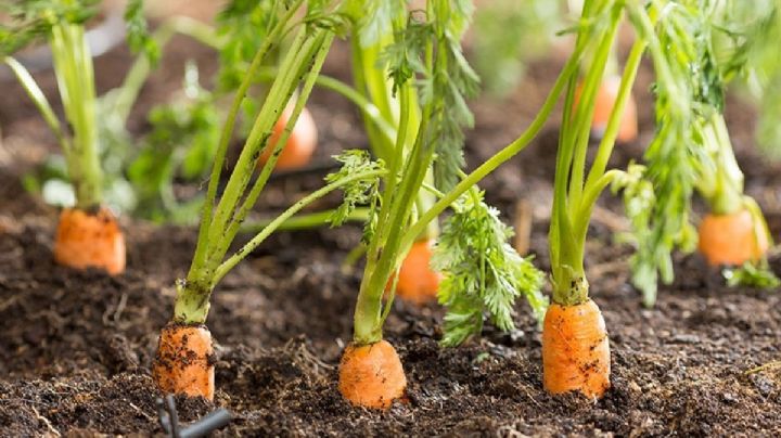 Truco fácil para cultivar plantas de zanahoria en maceta