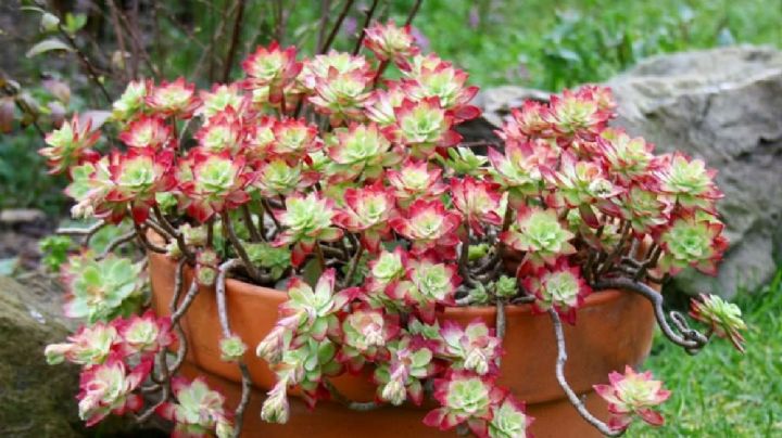 Sedum Palmeri, cuidados y cultivo de la atractiva suculenta de rosetas bicolor