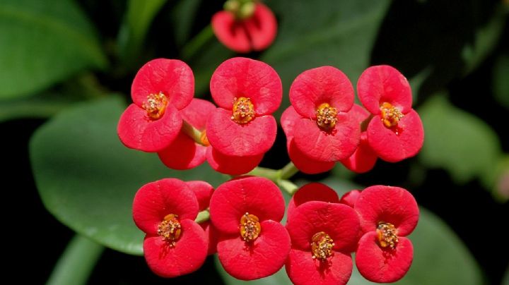 Corona de Cristo: guía de cuidados para que tu planta de flores todo el año