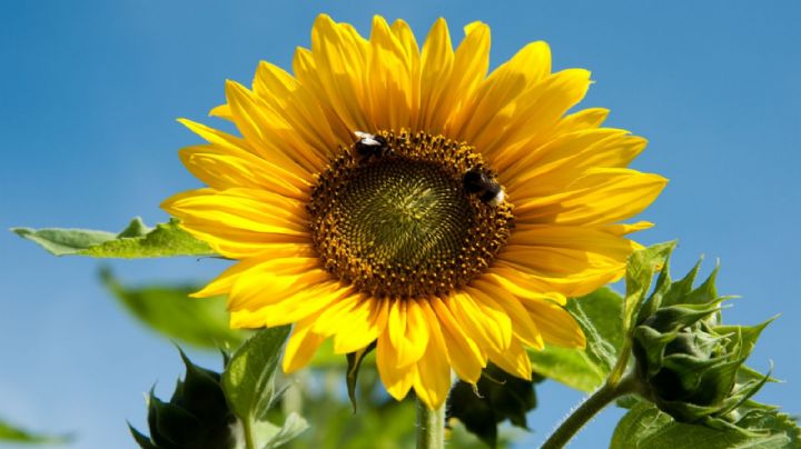 Feng Shui: cómo usar la planta de girasoles para atraer la prosperidad al hogar