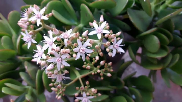 Con estos ingredientes naturales tu árbol de Jade dará las mejores flores