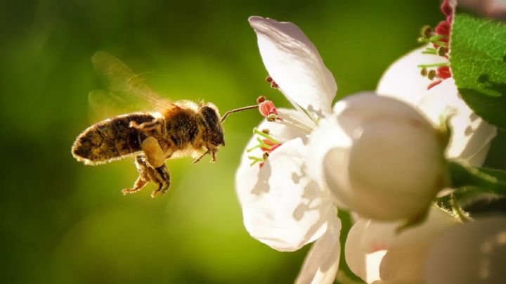 Las abejas podrían contener el secreto para detener el cáncer de mama
