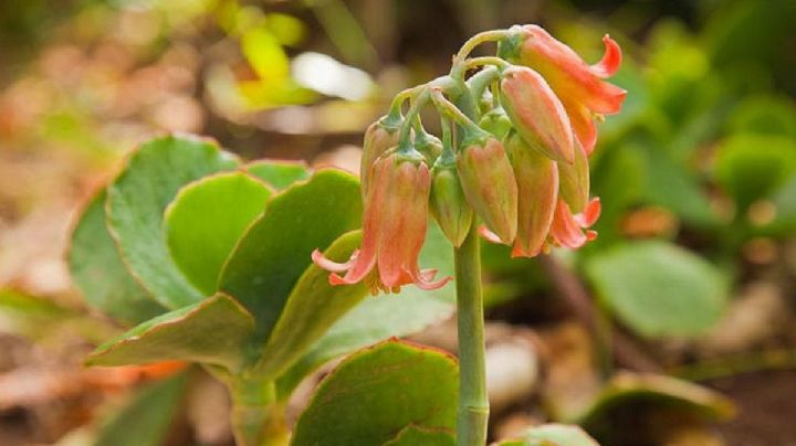 Cotyledon orbiculata, características de la suculenta más querida por los plant lovers