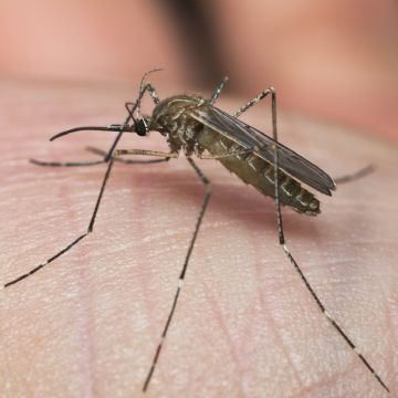 La ciencia revela por qué los mosquitos solamente pican a algunas personas