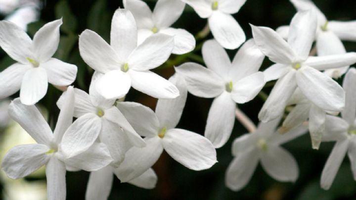 Jazmín en maceta, secretos y cuidados para que sus flores crezcan sanas y fuertes
