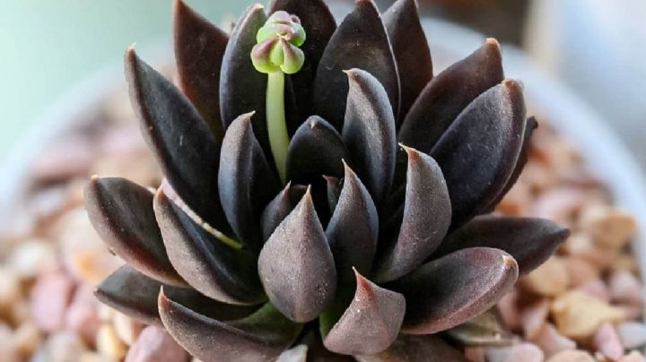 Echeveria Negra: la suculenta más buscada