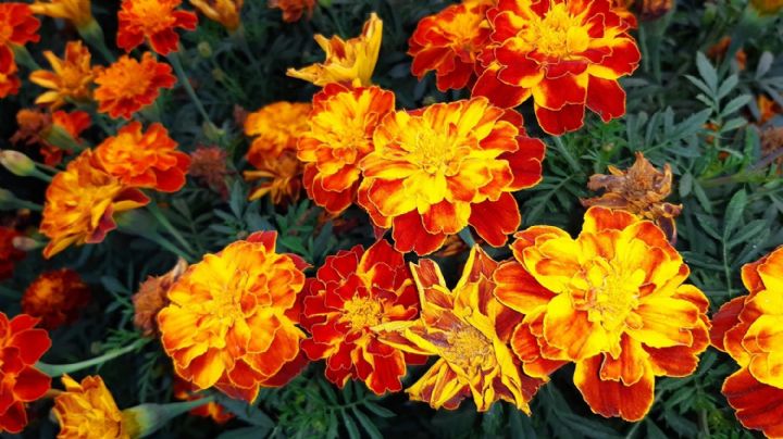 Tagetes Erecta, la bella planta con flores que aman las mariposas