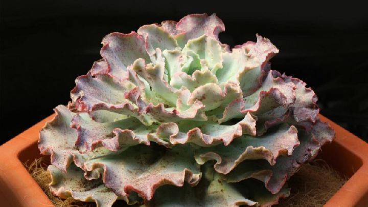 Echeveria Curls, una hermosa suculenta con bordes ondulados de color rosa