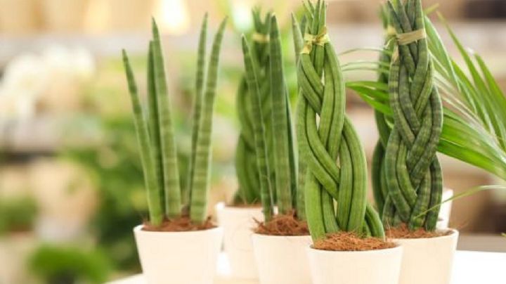 Sansevieria cylindrica, guía de cuidados para que esta planta luzca radiante