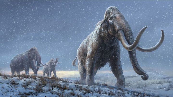 La ciencia podría traer a la vida al mamut lanudo