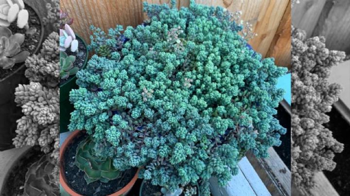 Sedum blue, la suculenta ideal para mini macetas