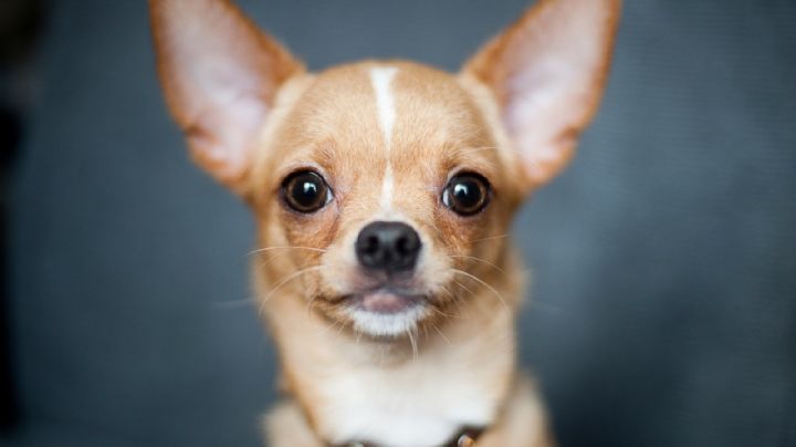Chihuahua: origen, historia, comportamiento y características del perro más pequeño del mundo