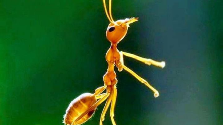 Erradicá las hormigas de tu jardín sin matarlas, usando agua, ajo y cebolla