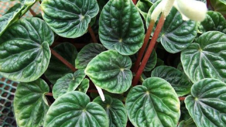 Peperomia caperata, una planta de interior miniatura, ideal para decorar espacios pequeños