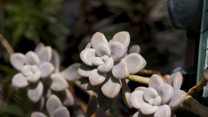 Graptopetalum mendozae: guía de cuidados de la suculenta ideal para cultivar en maceta