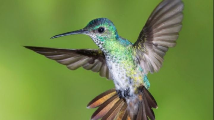 4 aves majestuosas que asombran por sus vibrantes colores